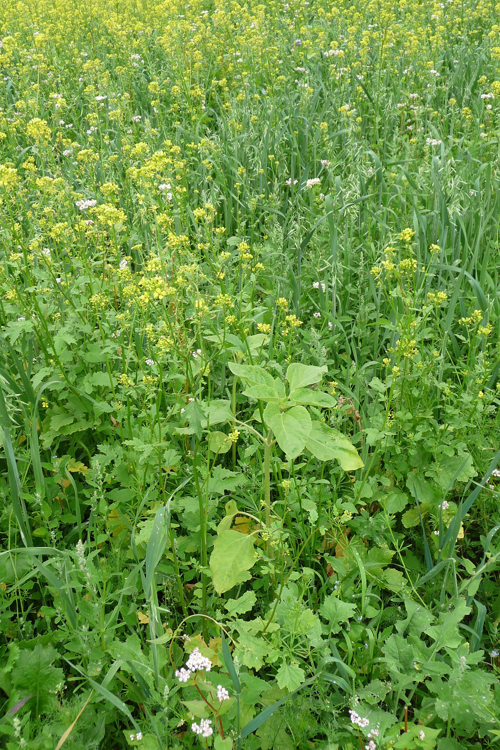 Wildackermischung für leichte Böden