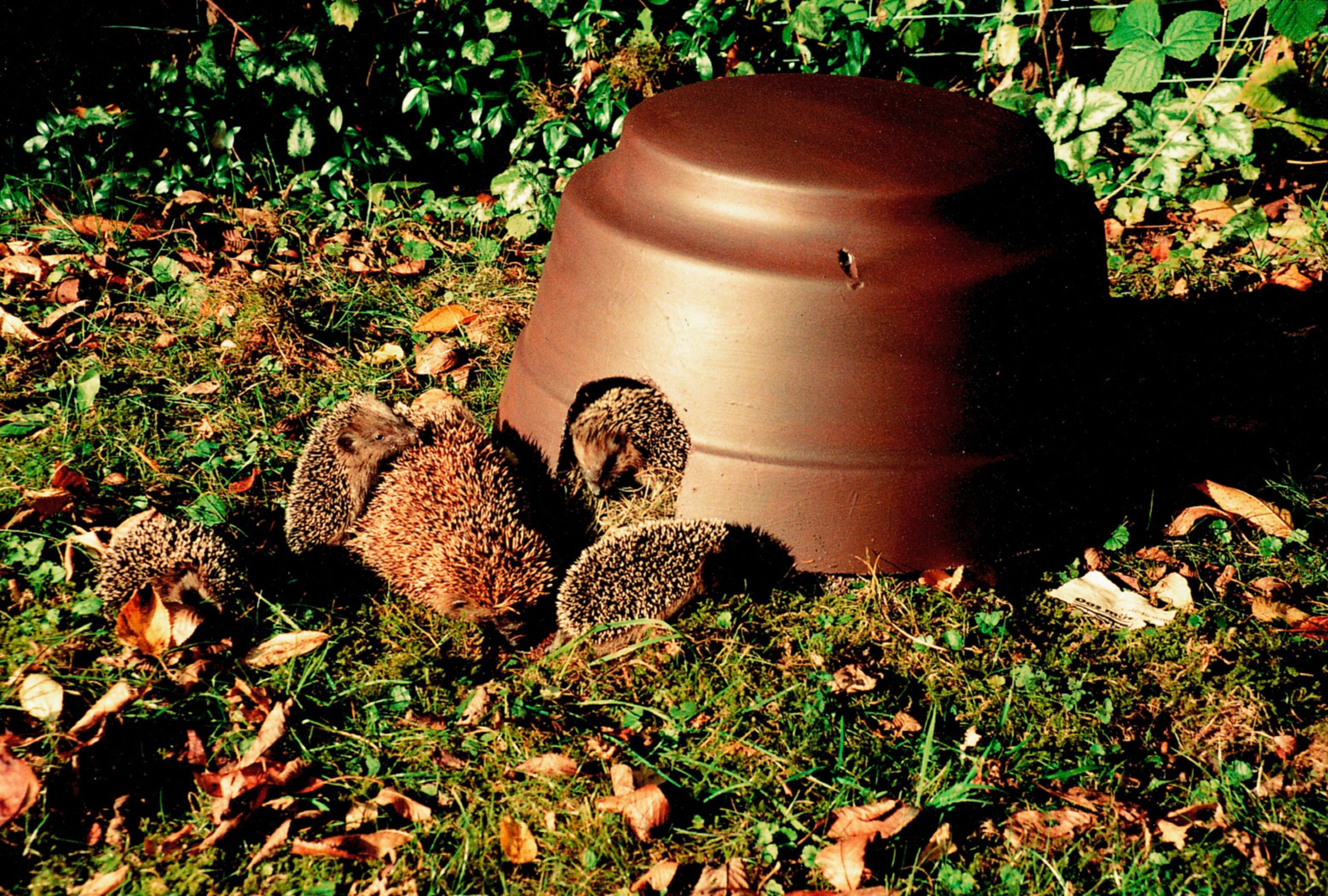 Igelkuppel mit Isolierboden Igelkuppel mit Isolierboden