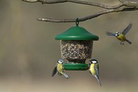 Lamp-Shaped Bird Feeder