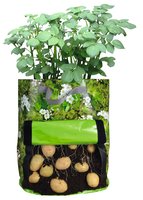 Sac de plants de pommes de terre