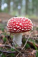 Aimant pour réfrigérateur champignon-amanite