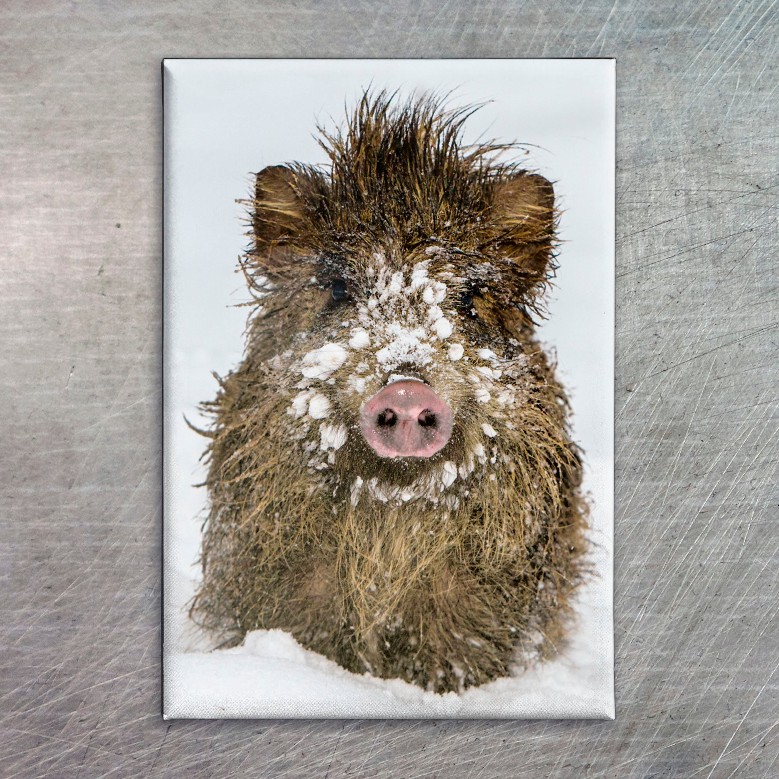 Kühlschrankmagnet Wildschwein