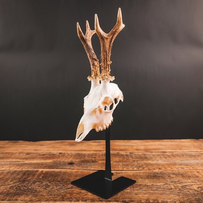 Présentoir trophée - Décoration d'intérieur (13872213