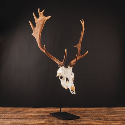 Waidmetall Trophy Stand for Fallow Deer in the GRUBE shop