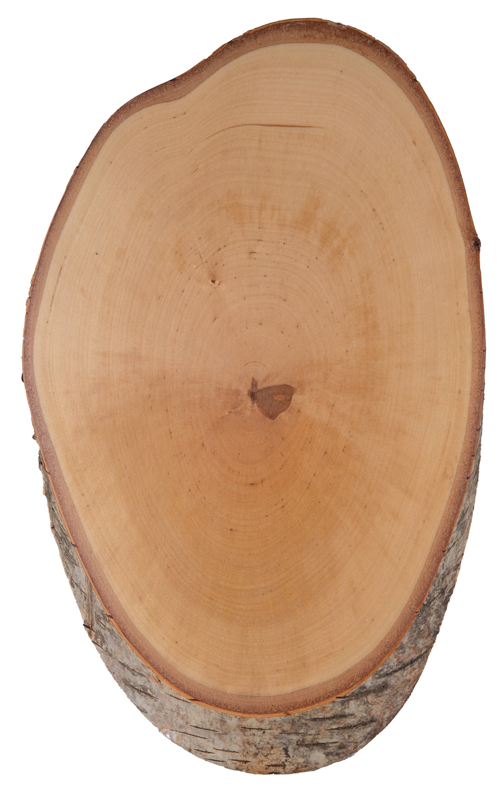 Hirschschild Birke