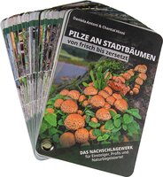 Bestimmungsfächer – Pilze an Stadtbäumen