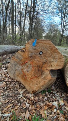 10er-Pack S-Haken Aus Messerstahl – 14 Cm, Für Holzstämme, Balken & Schwellen, Made In Germany 10er-Pack S-Haken Aus Messerstahl – 14 Cm, Für Holzstämme, Balken & Schwellen, Made In Germany