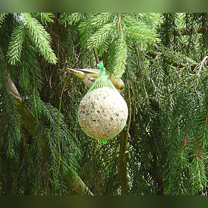 Tedje Riesenmeisenknödel