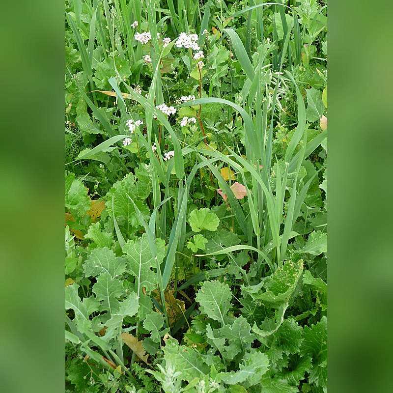 Kiepenkerl Herbst- und Winteräsung