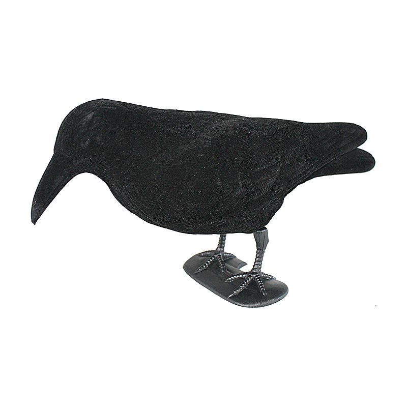 Beflockter Lockvogel Krähe