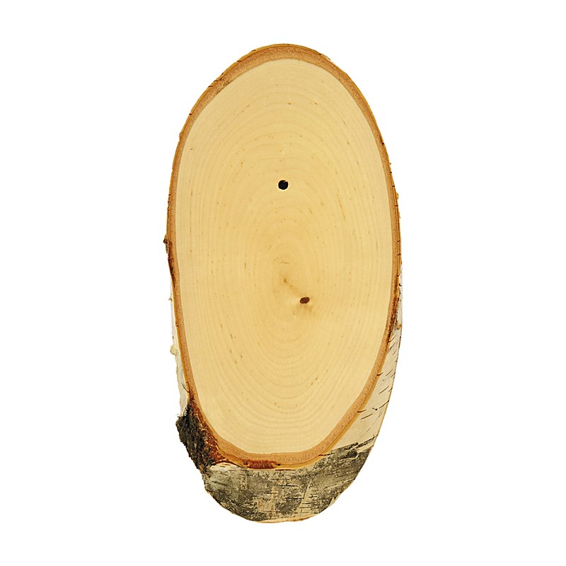 Gehörnbrettchen Rehbock, Birke