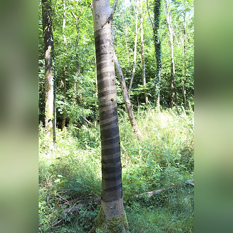 Poly-Net-Schälschutznetz
