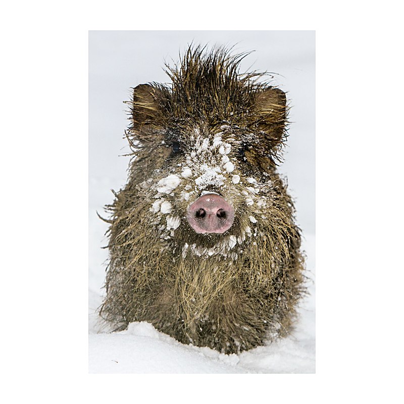 Kühlschrankmagnet Wildschwein