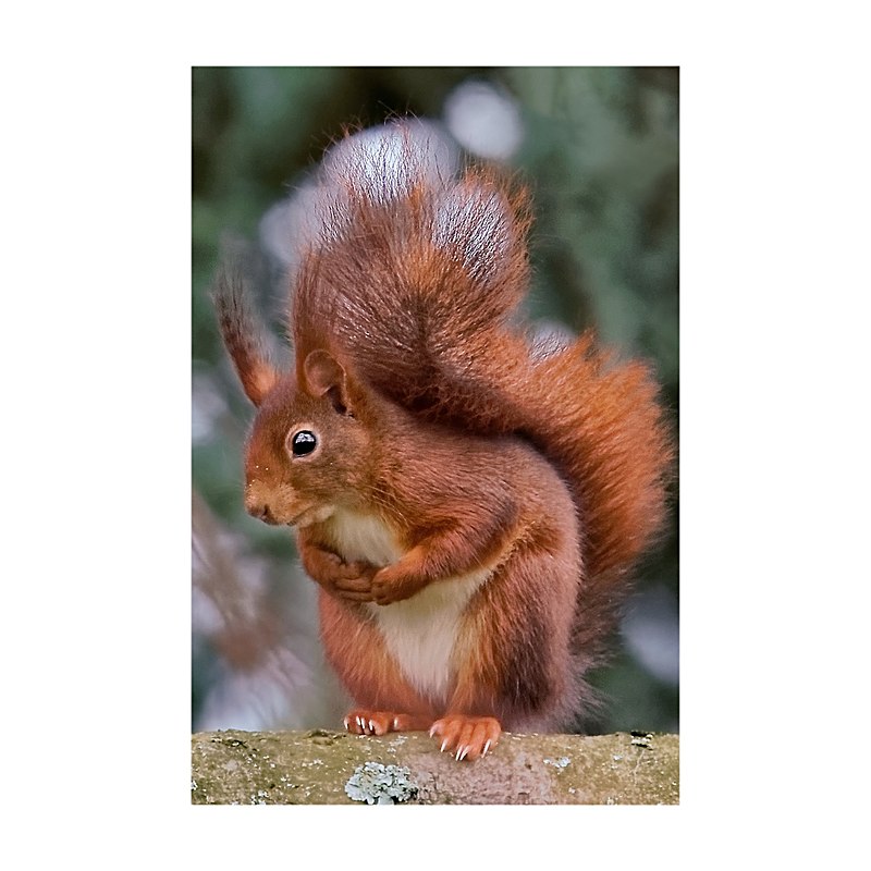 Kühlschrankmagnet Eichhörnchen