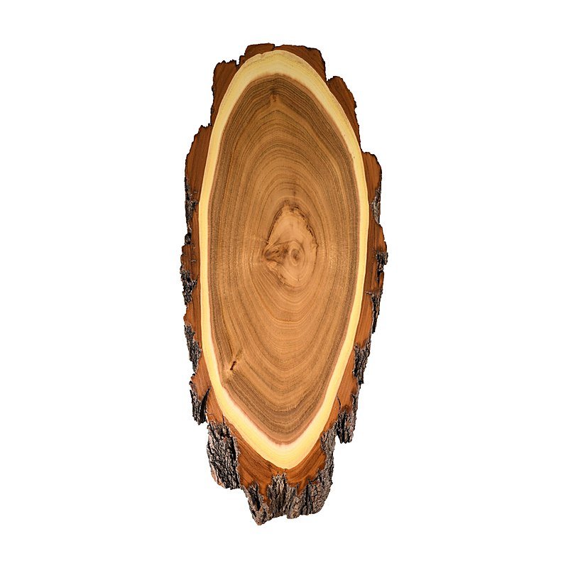 Hirschschild Akazie, 39 cm