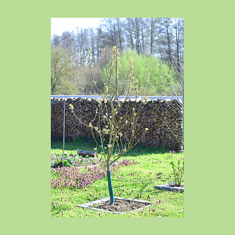 Rainbow Wild- und Fegeschutzspiralen, 60 cm
