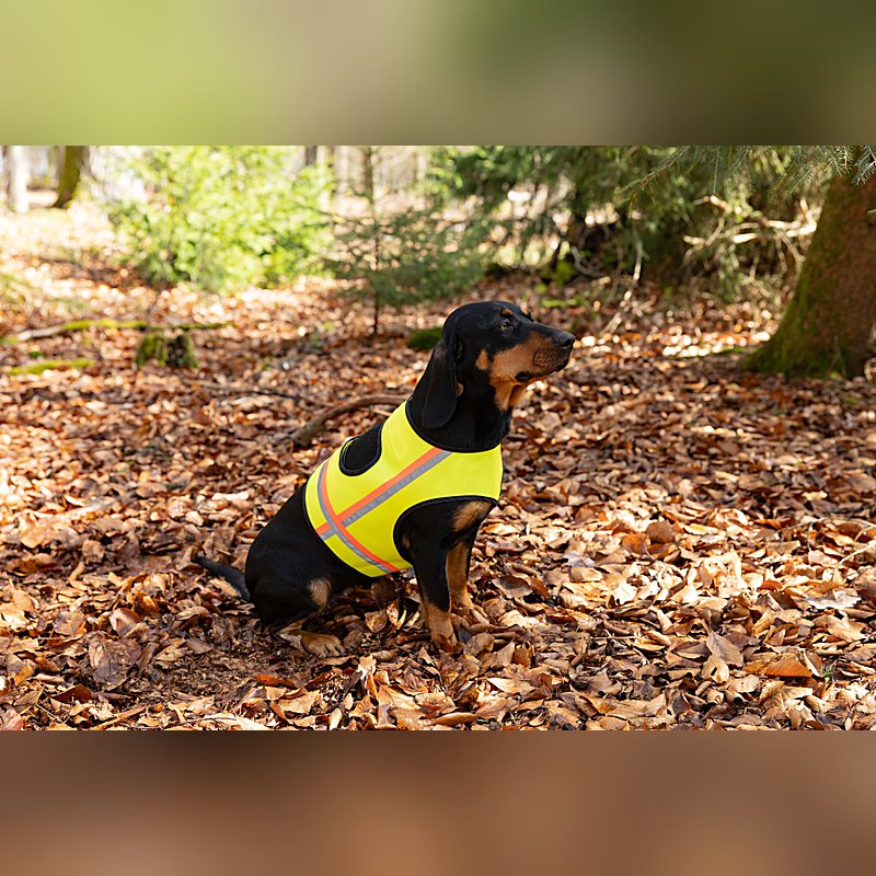 Nordforest Hunting Hundewarnweste, neongelb, Größe S (Teckel und Terrier)