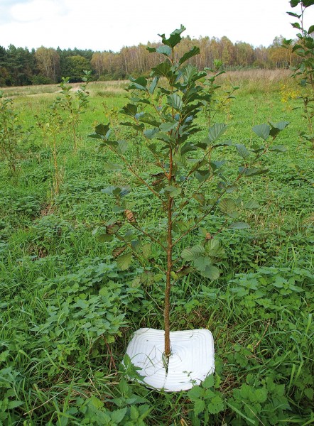 PlantaGard Eco-Mulchplatte