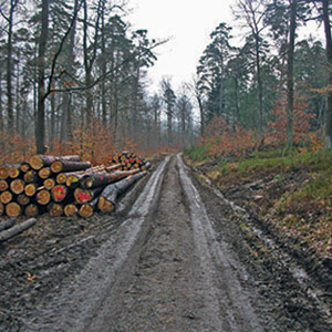 Waldweg_5_300x300