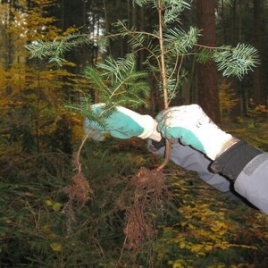 Mykorrhiza_Wald_300x300_neu