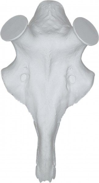 Kunstschädel Damhirsch