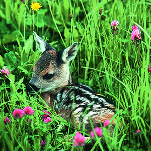 Rehkitz-Wildwiese_300x300