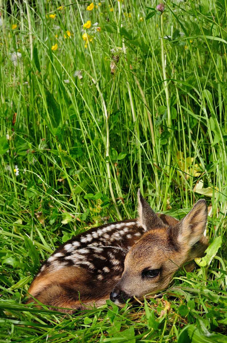 Deer and Hare Garden Seed Mix 10 kg | Game Feeding Stations | Hunting