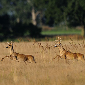Rehbock_300x300