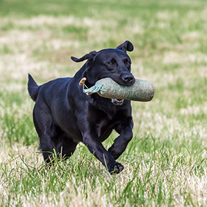 shutterstock_298891481_300x300ODeGikEF8kS0i